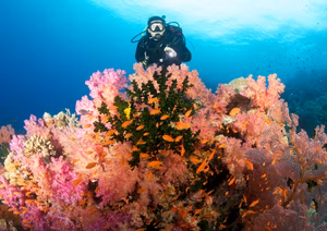 Explore Bali's best diving courses for ocean enthusiasts.