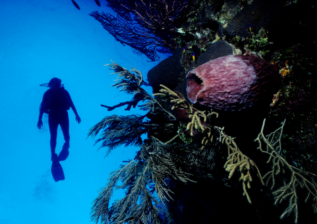 Bali Open Water Diving Course